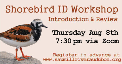 Shorebirds-graphic-2024