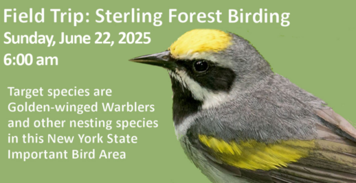 SterlingForestBirding-June22-20254-1 SterlingForestBirding-June22-20254-1