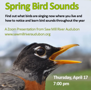 Bird-Sounds-zoom-Apr-17-2025