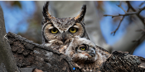 GHOW-RATS Great Horned Owl, parent and owlet. Photo: www.raptorsarethesolution.org
