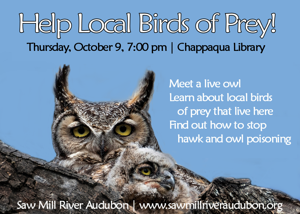 Rats-Owls-Program-Oct-2025