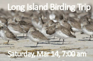 LI-Birding-Trip-2026