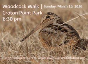 Woodcock-Walk-March-2026