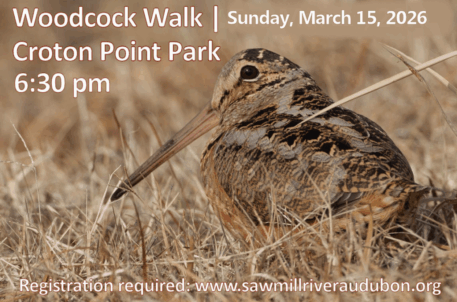American Woodcock. Photo: Chris Wood  Macaulay Library