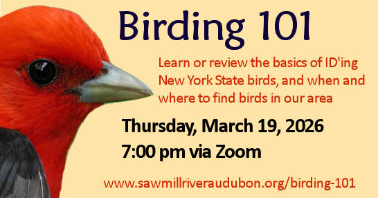 Birding101-March-19-2026-SMRA Birding101-March-19-2026-SMRA