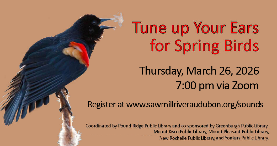 Spring Bird Sound Promo graphic Spring Bird Sound Promo graphic