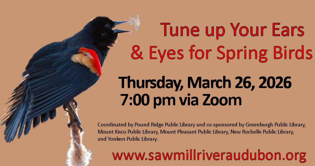 Spring Bird Sound Promo graphic