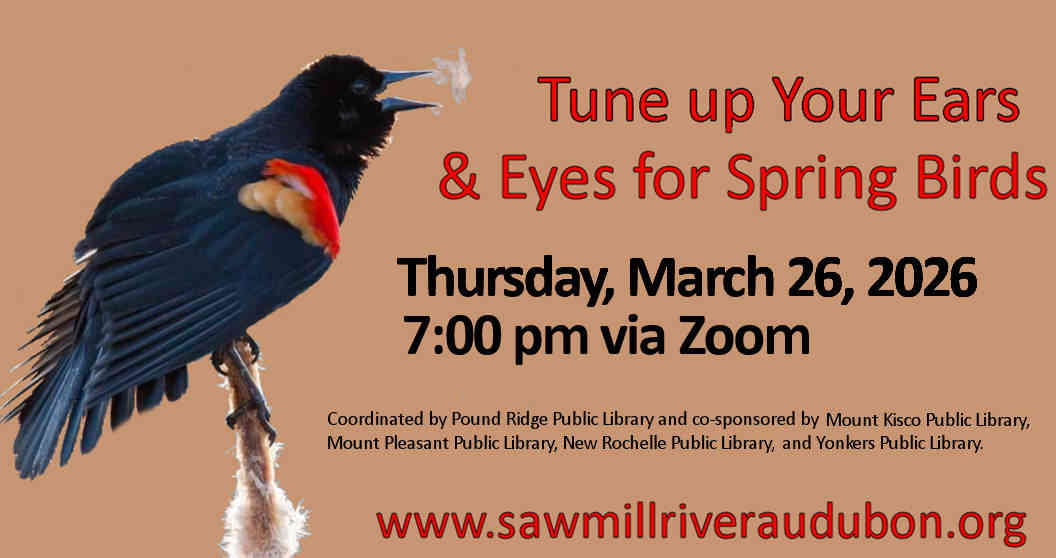 Spring Bird Sound Promo graphic