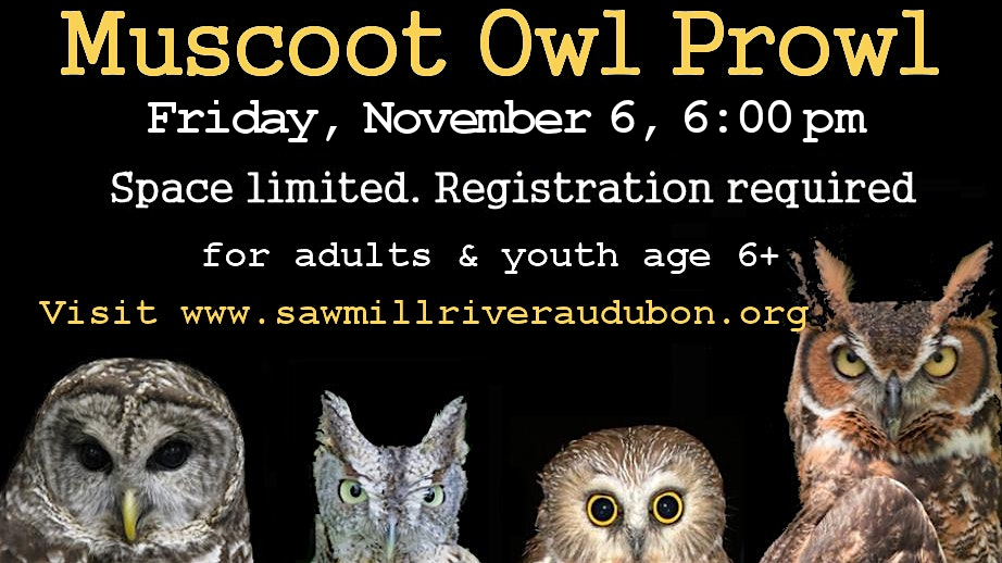 2026-Owl-Walk